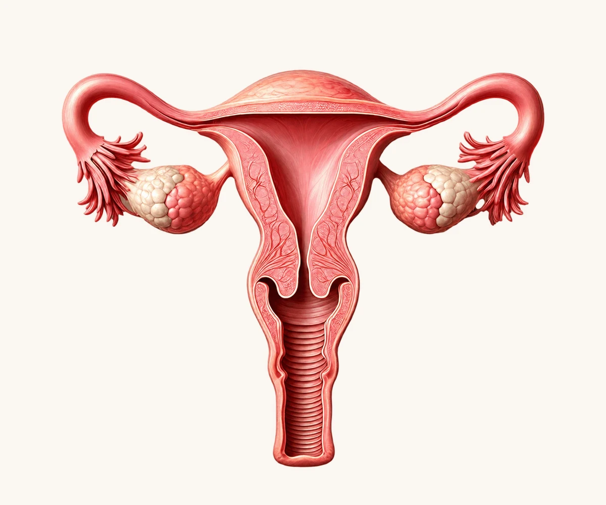 Three-dimensional illustration of the female reproductive system